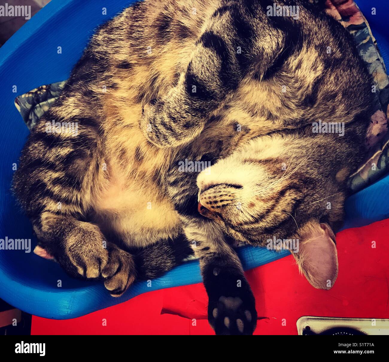 Chat paresseux heureux Banque D'Images