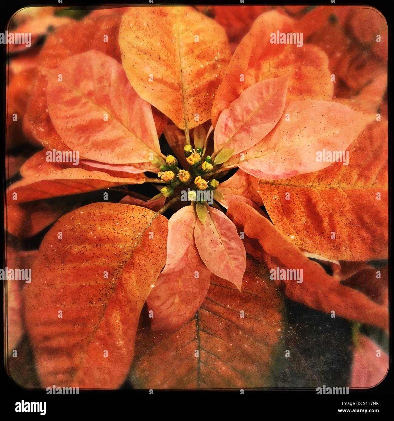 Poinsettia Orange - Image de stock capturée avec un smartphone