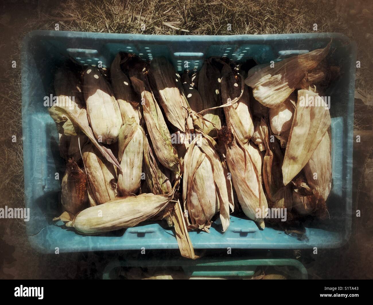 Panier plein de maïs sur un sol - Image de stock capturée avec un smartphone