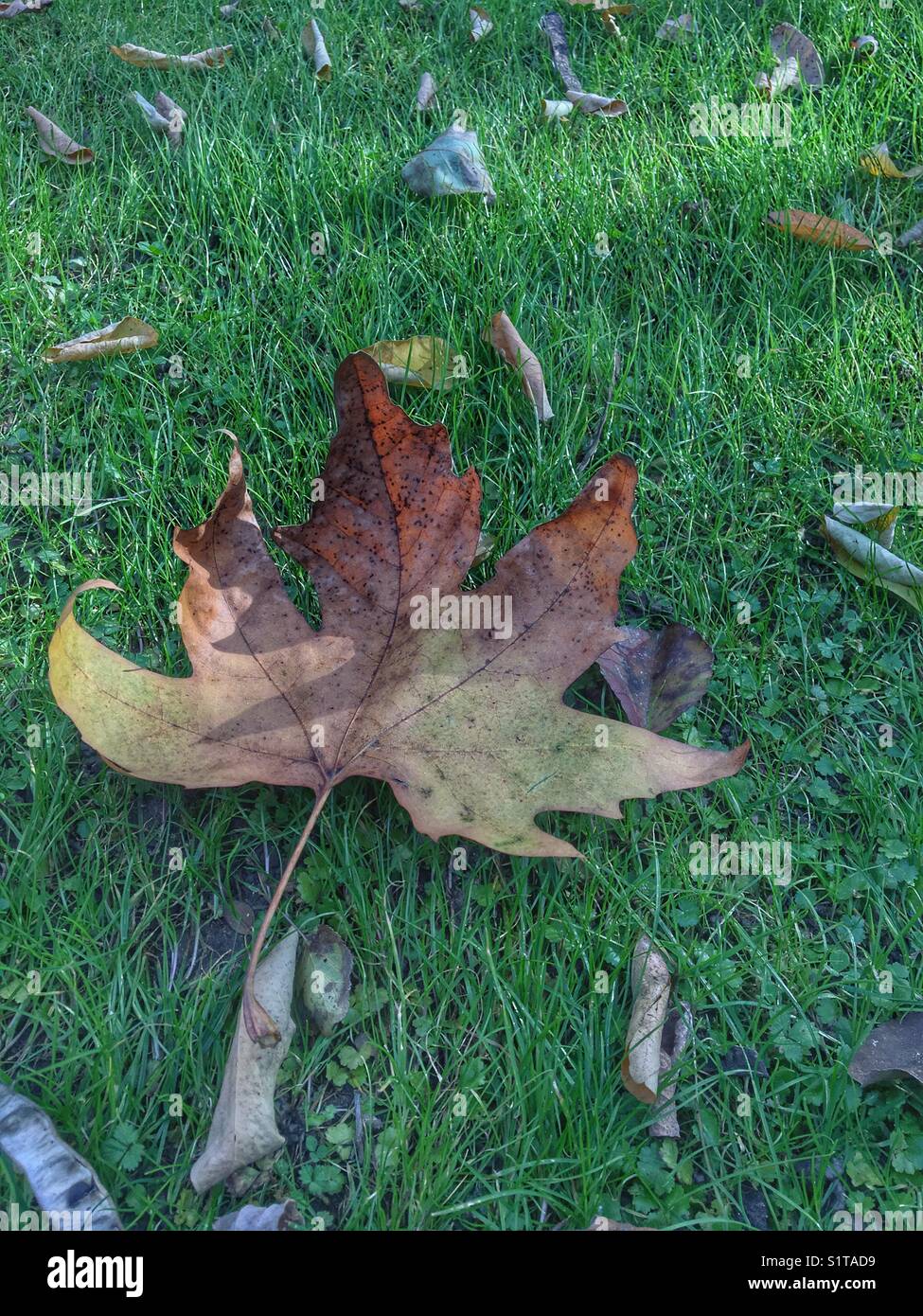 Feuille d'érable sèche sur l'herbe - Image de stock capturée avec un smartphone