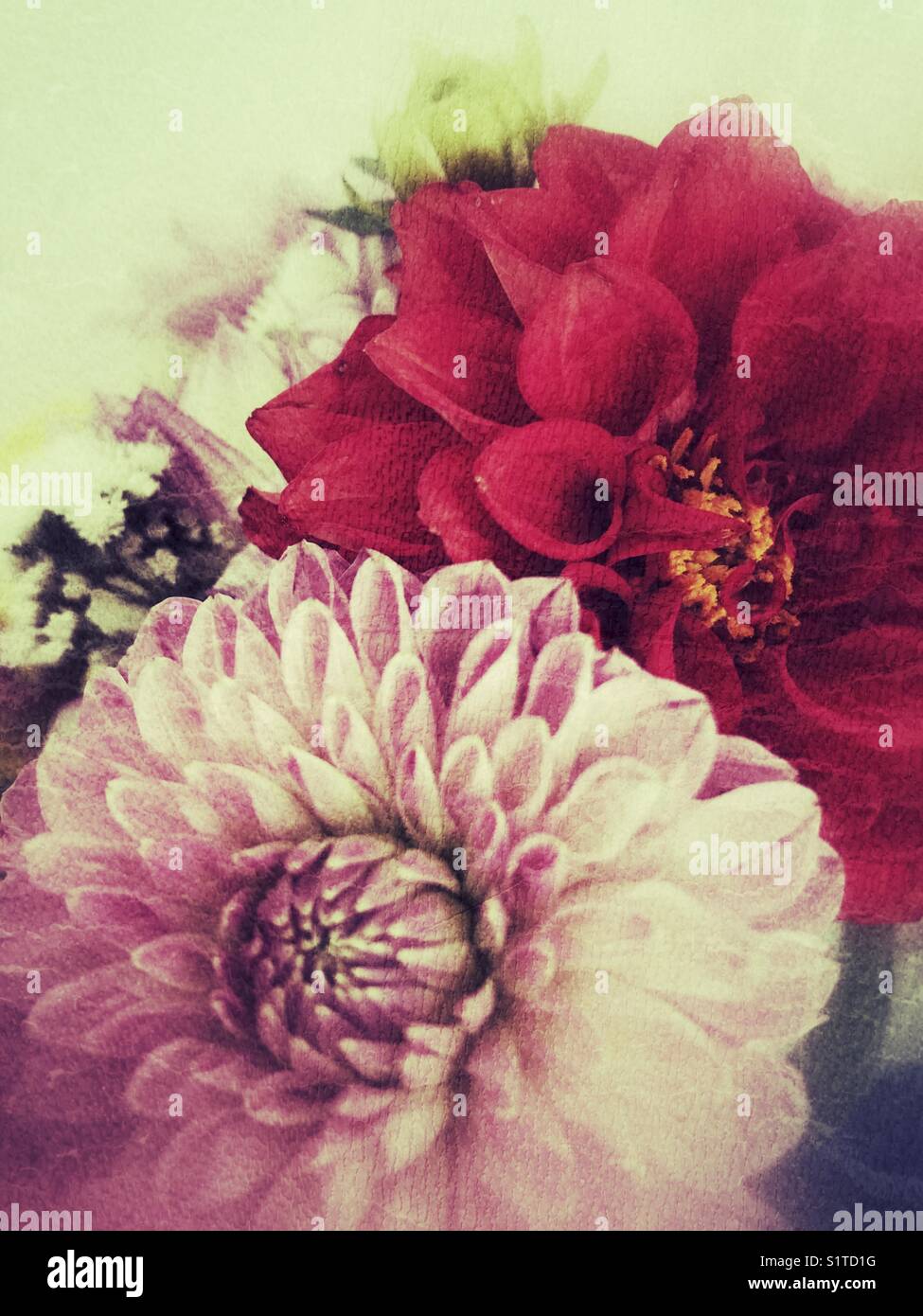 Dahlia fleurs avec effet grunge Banque D'Images