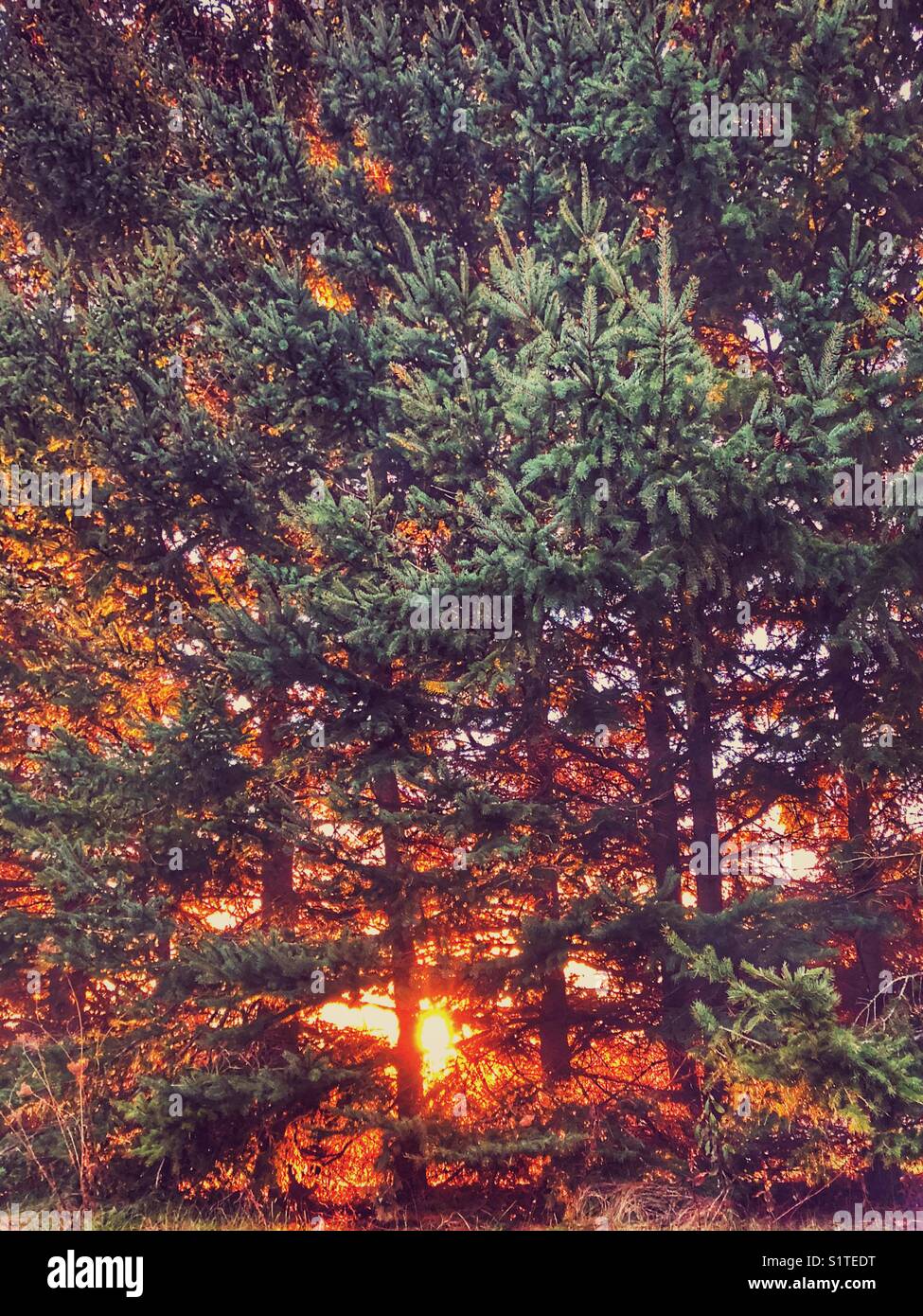 Matin lever du soleil filtré par la forêt de grands sapins dans l'Ontario, canada Banque D'Images