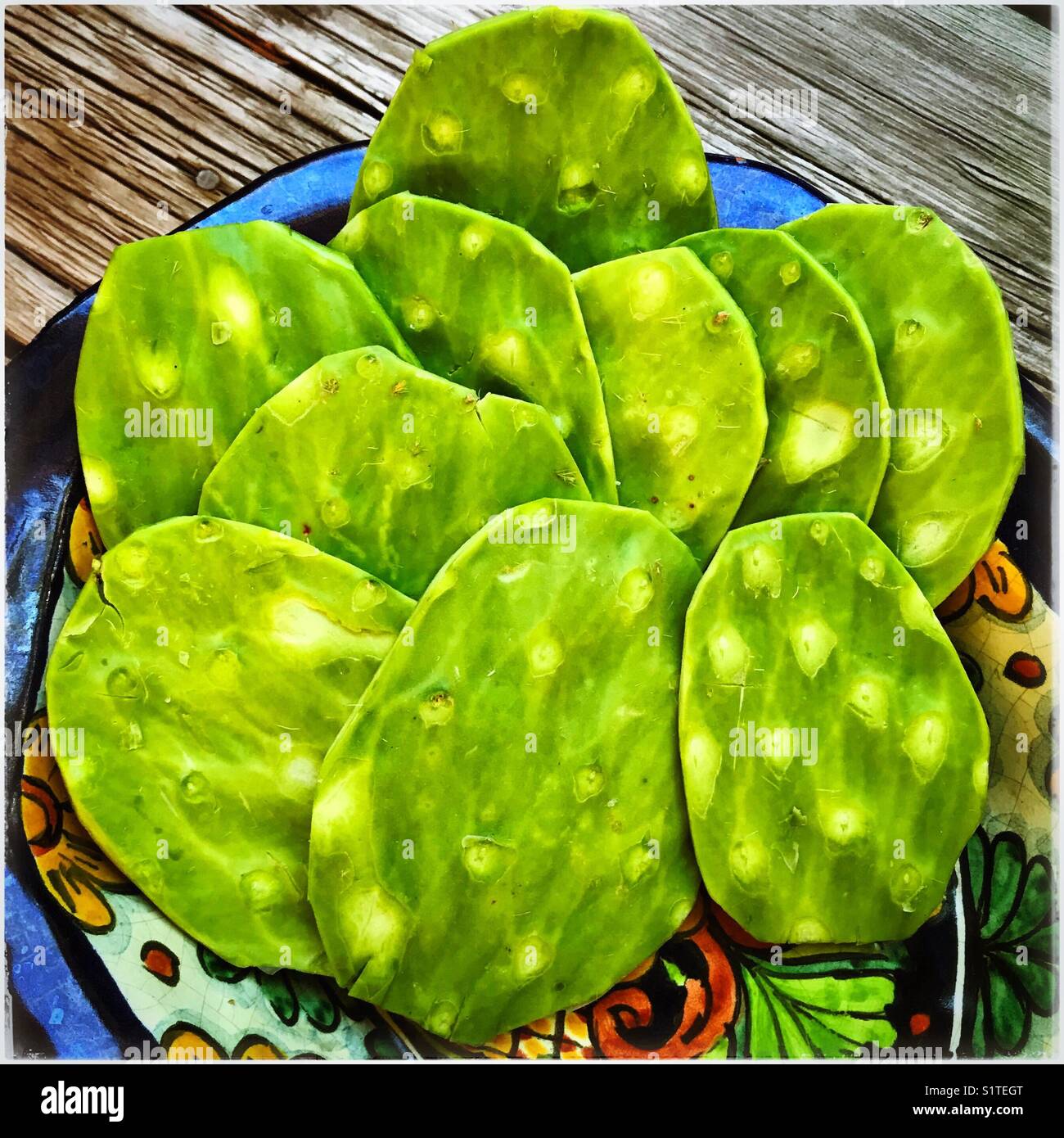 Cactus nopal pads sont nettoyés, parés d'épines, et prêt à manger ou être utilisé dans la cuisine mexicaine traditionnelle. Banque D'Images