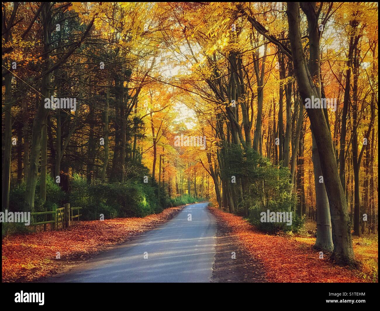 Disparition d'une route de campagne est entouré par un scène d'automne. C'est le matin et l'accueil chaleureux de couleur à l'automne ajouter à l'effet de l'atmosphère et se sentir bien. Une photo en mode paysage avec de multiples usages. © COLIN HOSKINS Banque D'Images