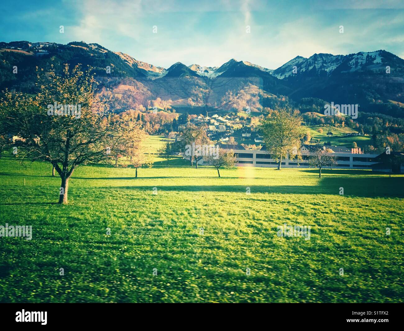 Vert des arbres sur la montagne et sur le terrain en suisse Banque D'Images
