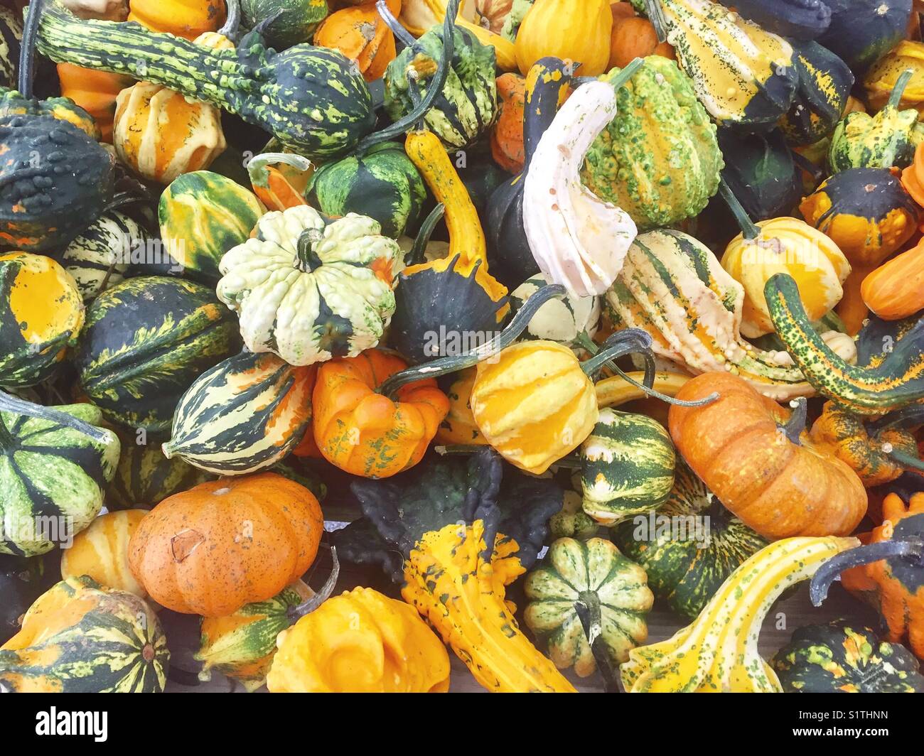 Une variété de courges d'automne Banque D'Images