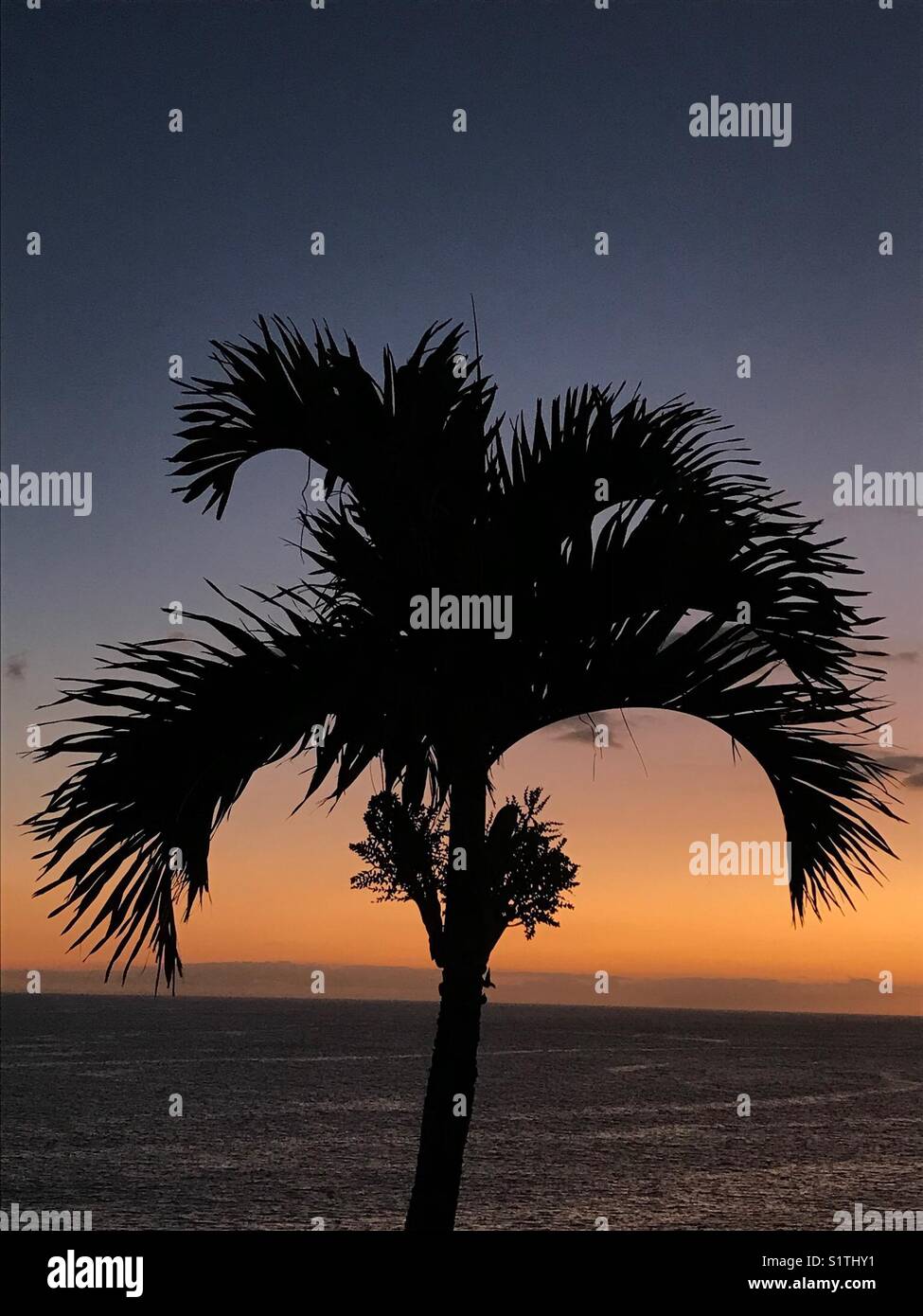 Palm tree silhouetted against a sunset sky Banque D'Images