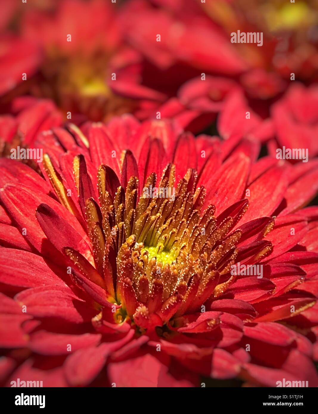 Macro fleur de chrysanthème rouge Banque D'Images