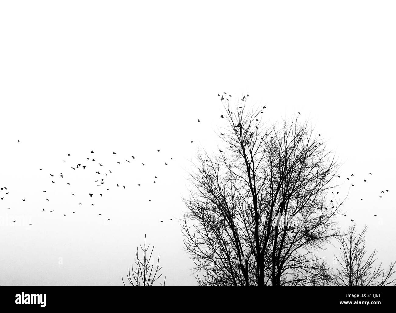Troupeau d'étourneaux volant autour et atterrissant sur un arbre en bord de route un matin brumeux sur Ontario, Canada Banque D'Images