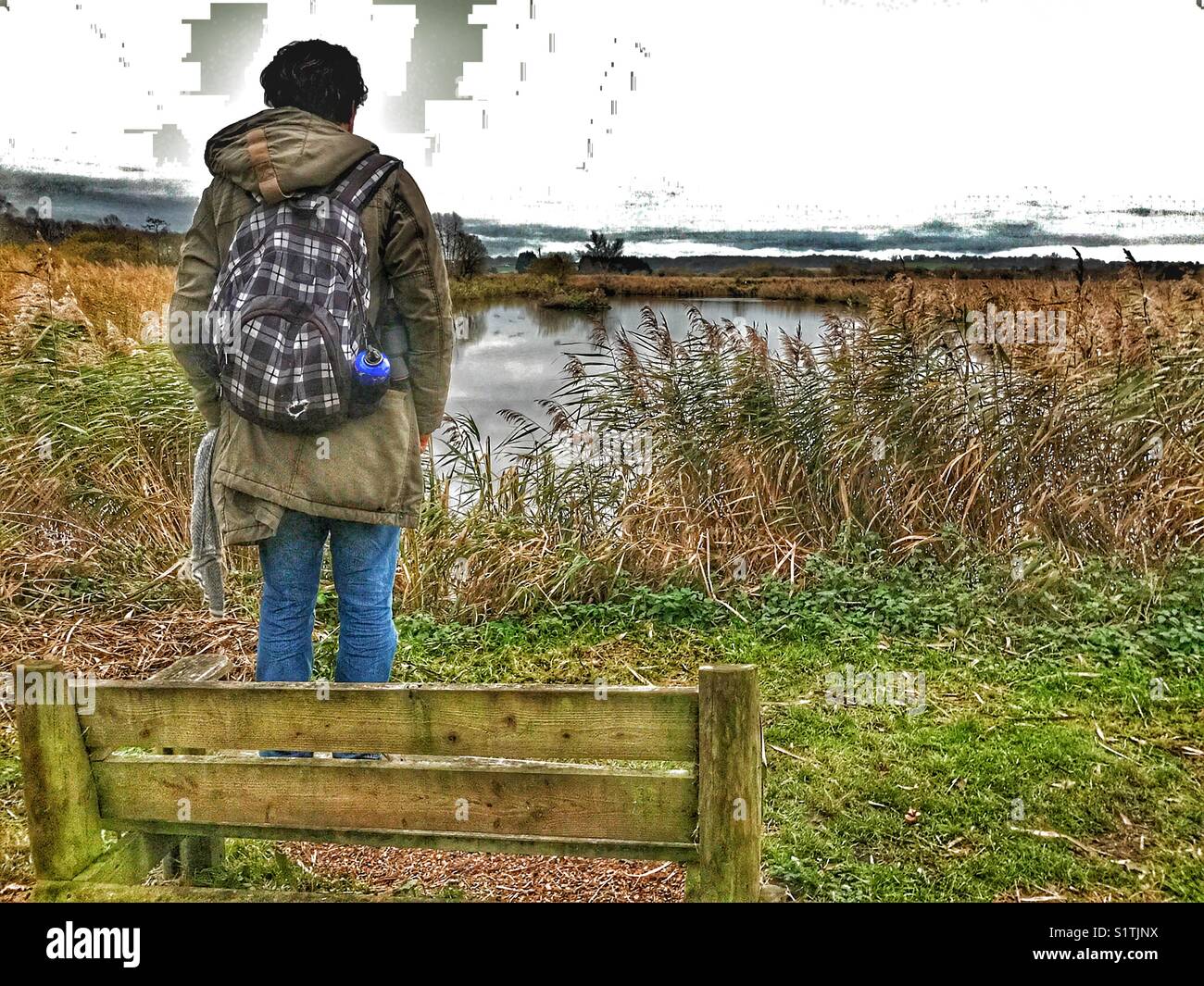 Twitcher debout sur un banc, à regarder pour l'etourneau sansonnet murmuration comme les oiseaux arrivent à se percher dans les roselières au coucher du soleil. Mur de jambon, les marais d'Avalon, Somerset, England, UK Banque D'Images