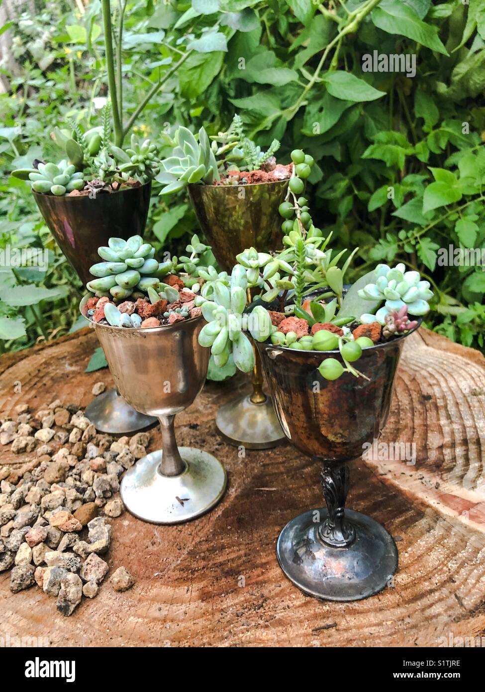 Mini plantes grasses dans des gobelets métalliques dans le cadre d'un jardin sans déchets durable à Sacramento en Californie Banque D'Images
