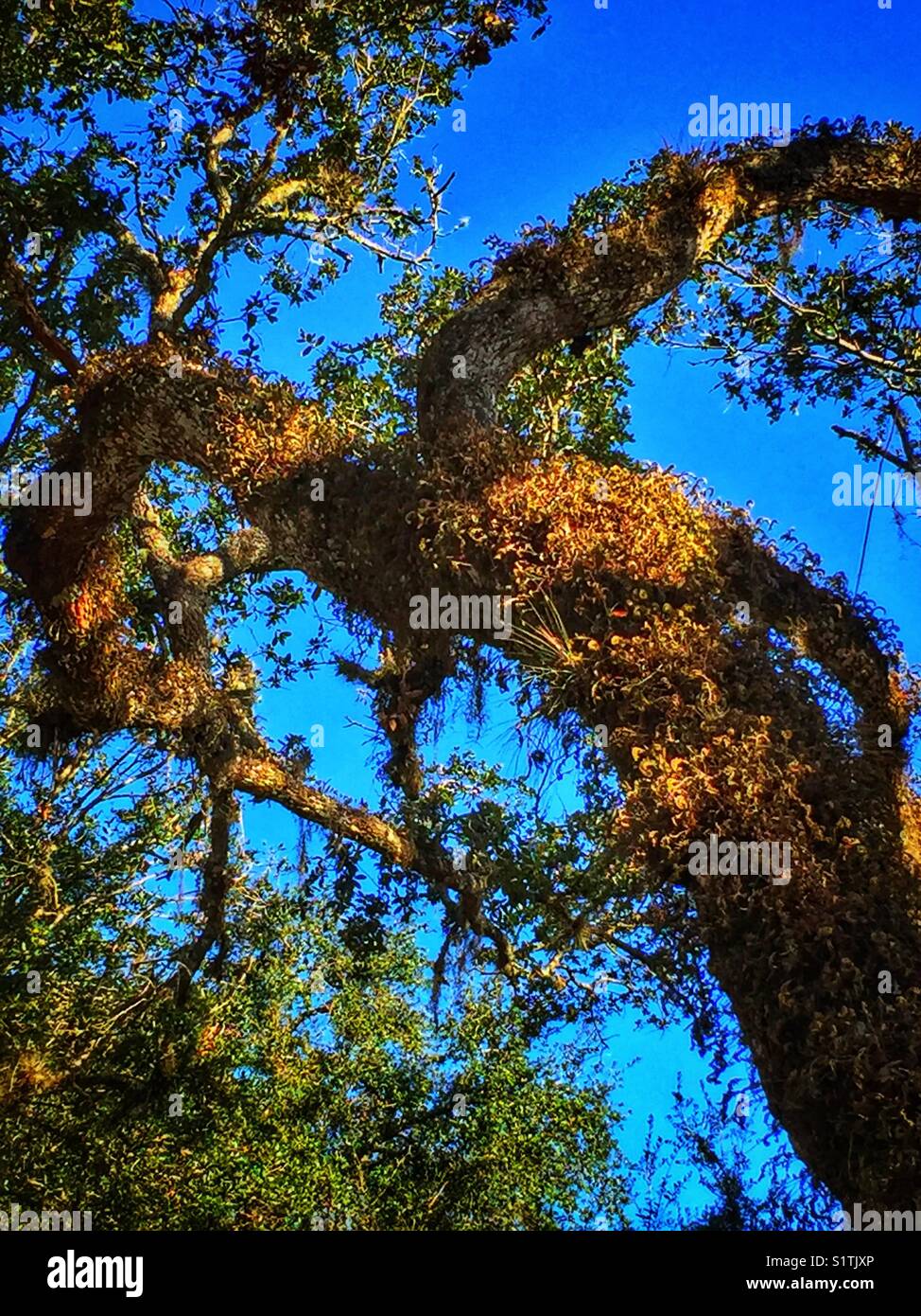 Arbre avec fougères contre un ciel clair Banque D'Images