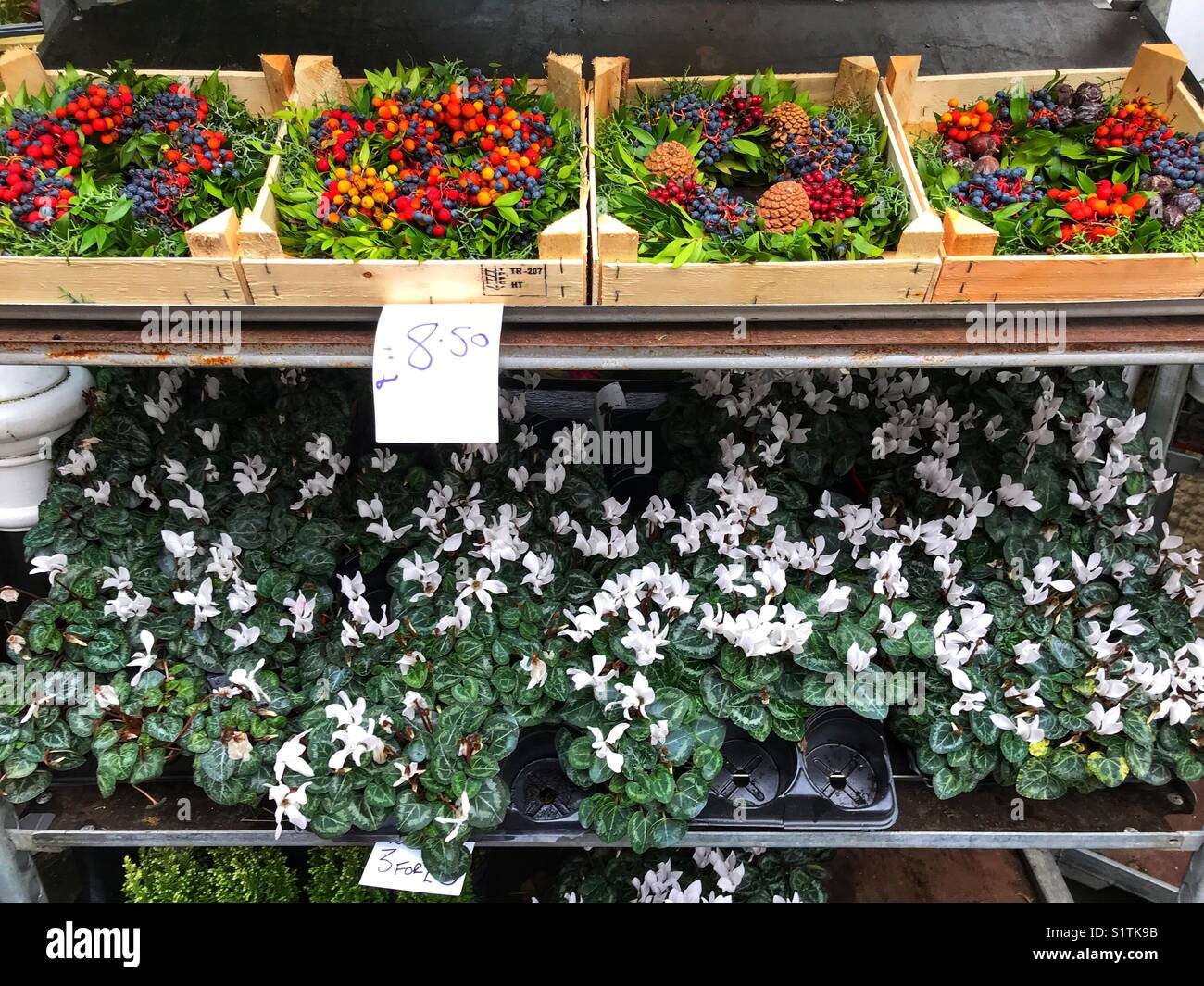 Couronnes de Noël et plantes en pot de cyclamen à vendre sur un étal de marché extérieur - Image de stock capturée avec un smartphone