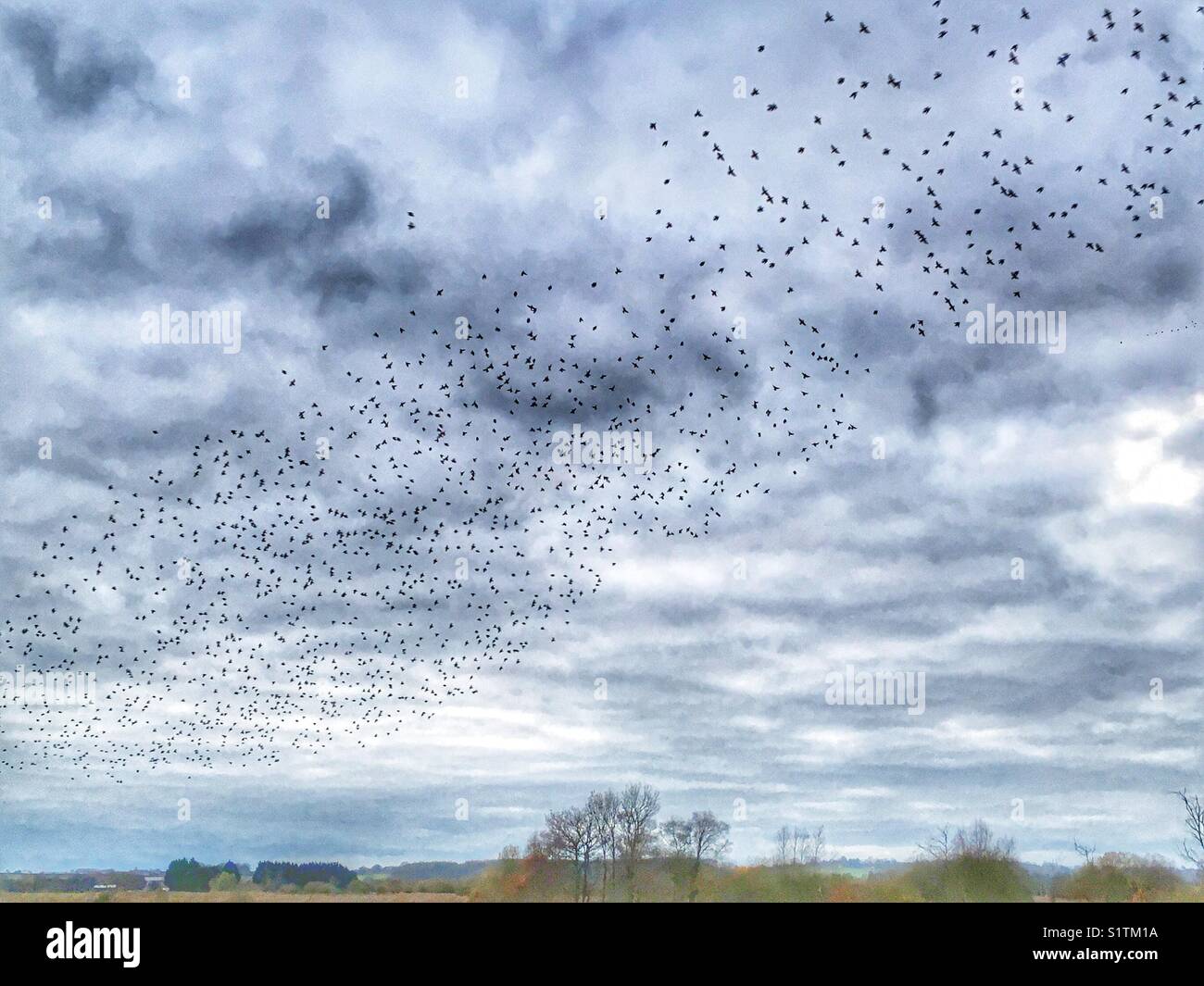 Starling murmuration, lorsque les oiseaux viennent se percher dans les roselières de nuit, mur de jambon, Avalon marais, Somerset, England Banque D'Images
