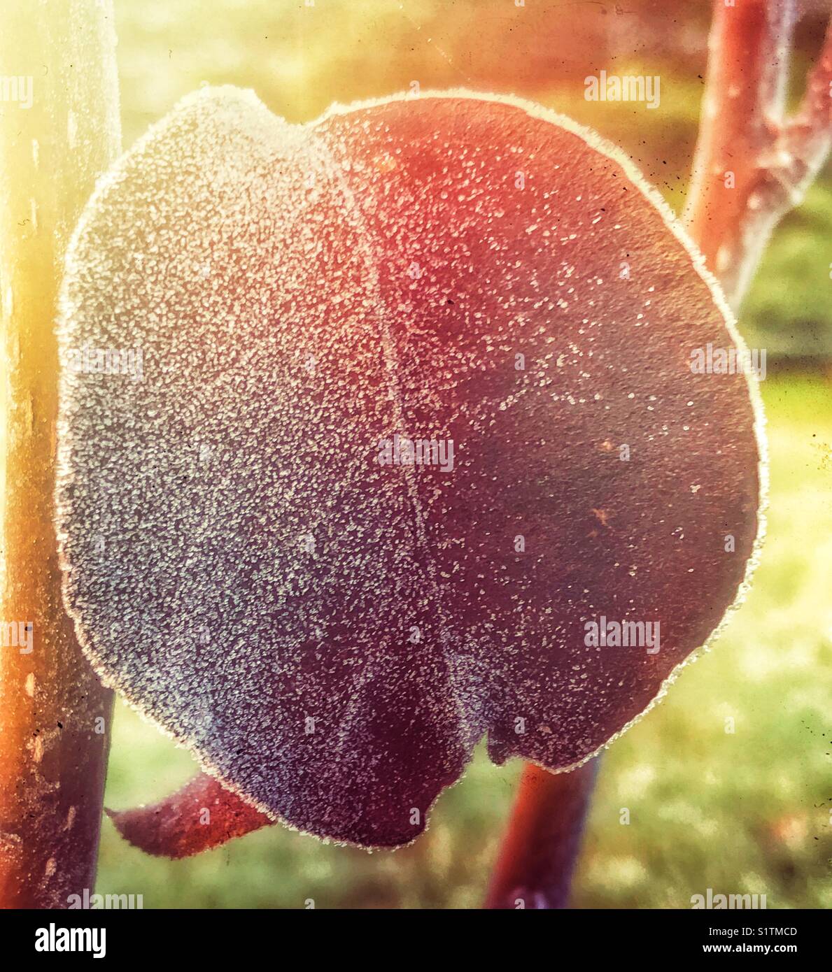 Feuille de cerisier couverte de givre - Image de stock capturée avec un smartphone