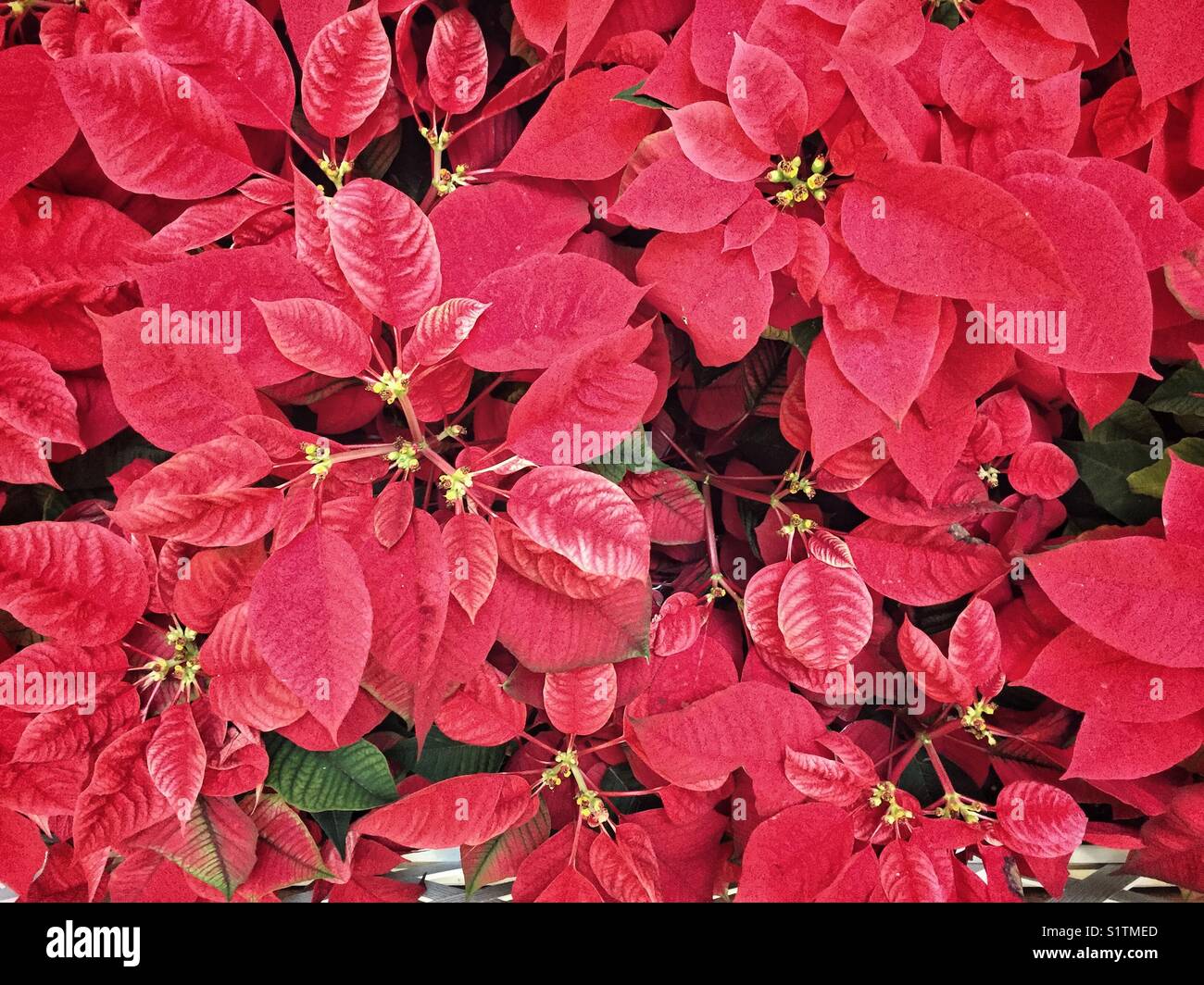 Poinsettia - Image de stock capturée avec un smartphone