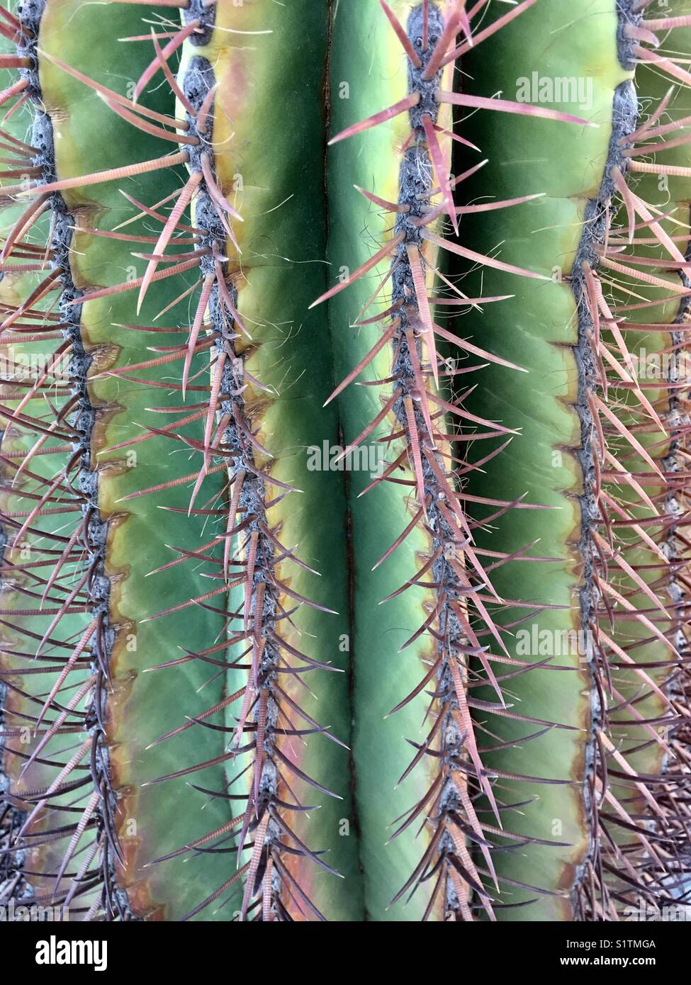 Gros plan sur la surface du cactus Banque D'Images