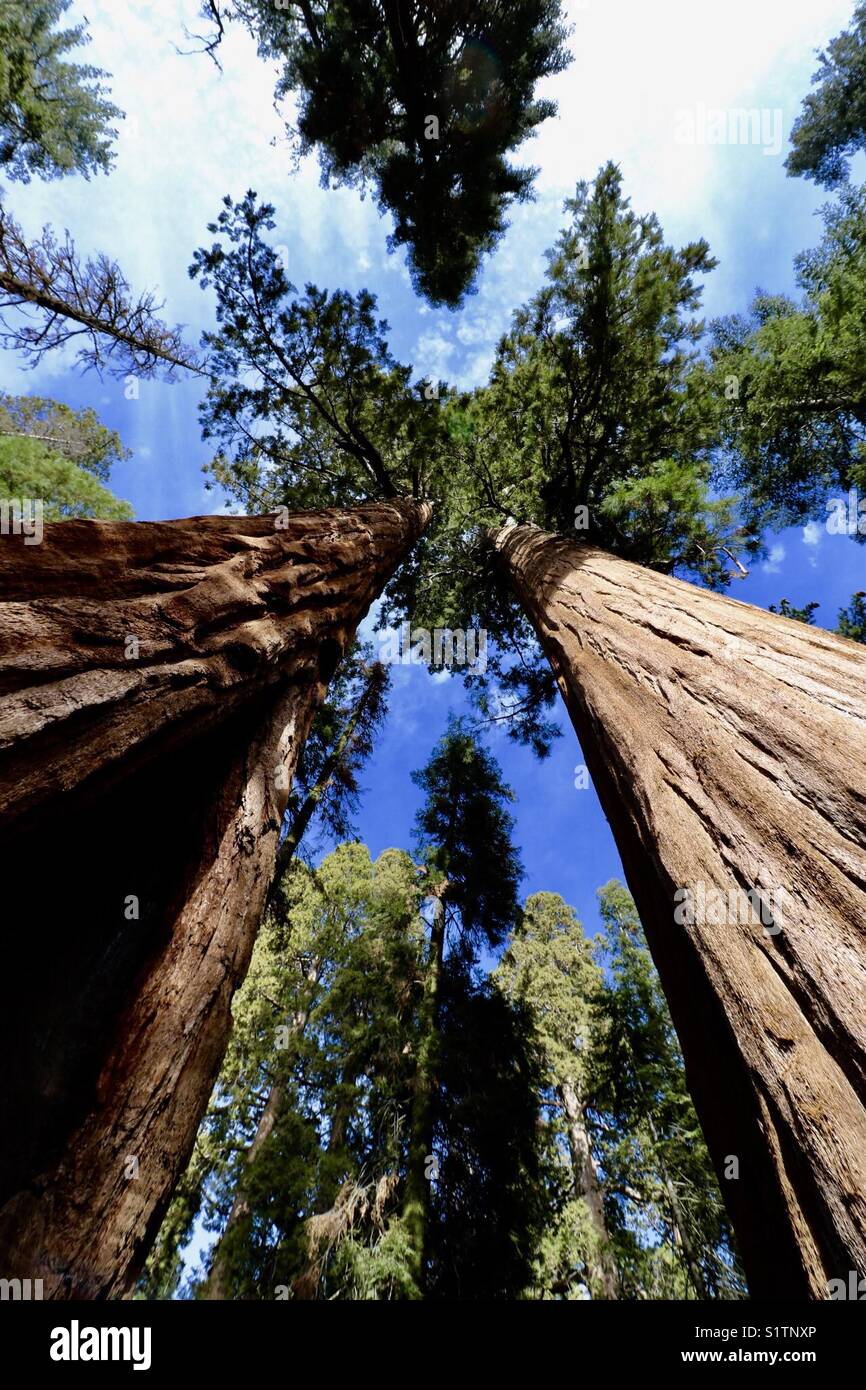 séquoia géant Banque D'Images