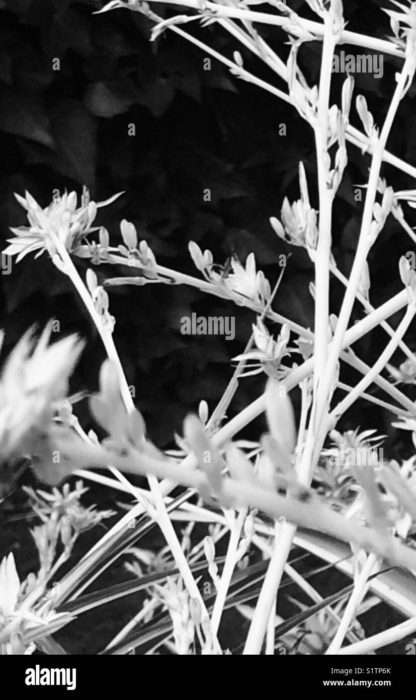 Segment de noir et blanc "une araignée plant' dans jardin, Melbourne, Australie Banque D'Images