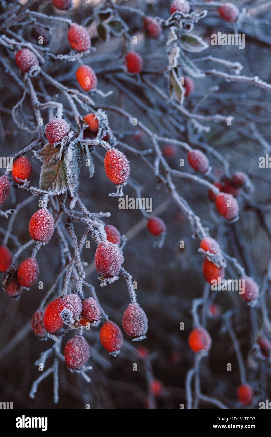 Frozen églantier. fruits rouges. Banque D'Images