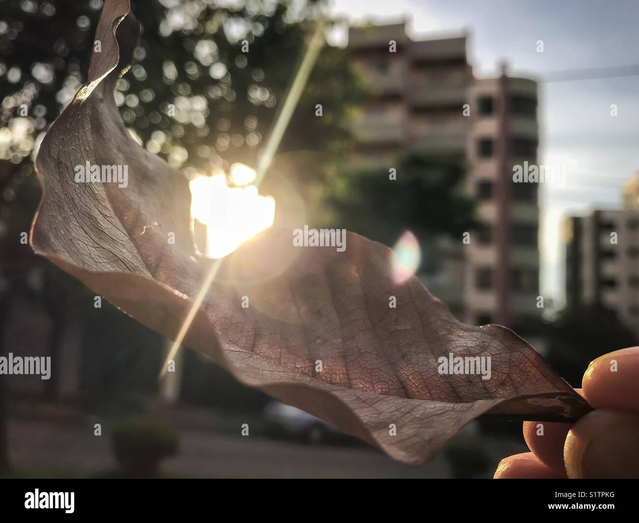 Coucher de soleil dans la ville vu derrière une feuille sèche dans le premier plan - Image de stock capturée avec un smartphone