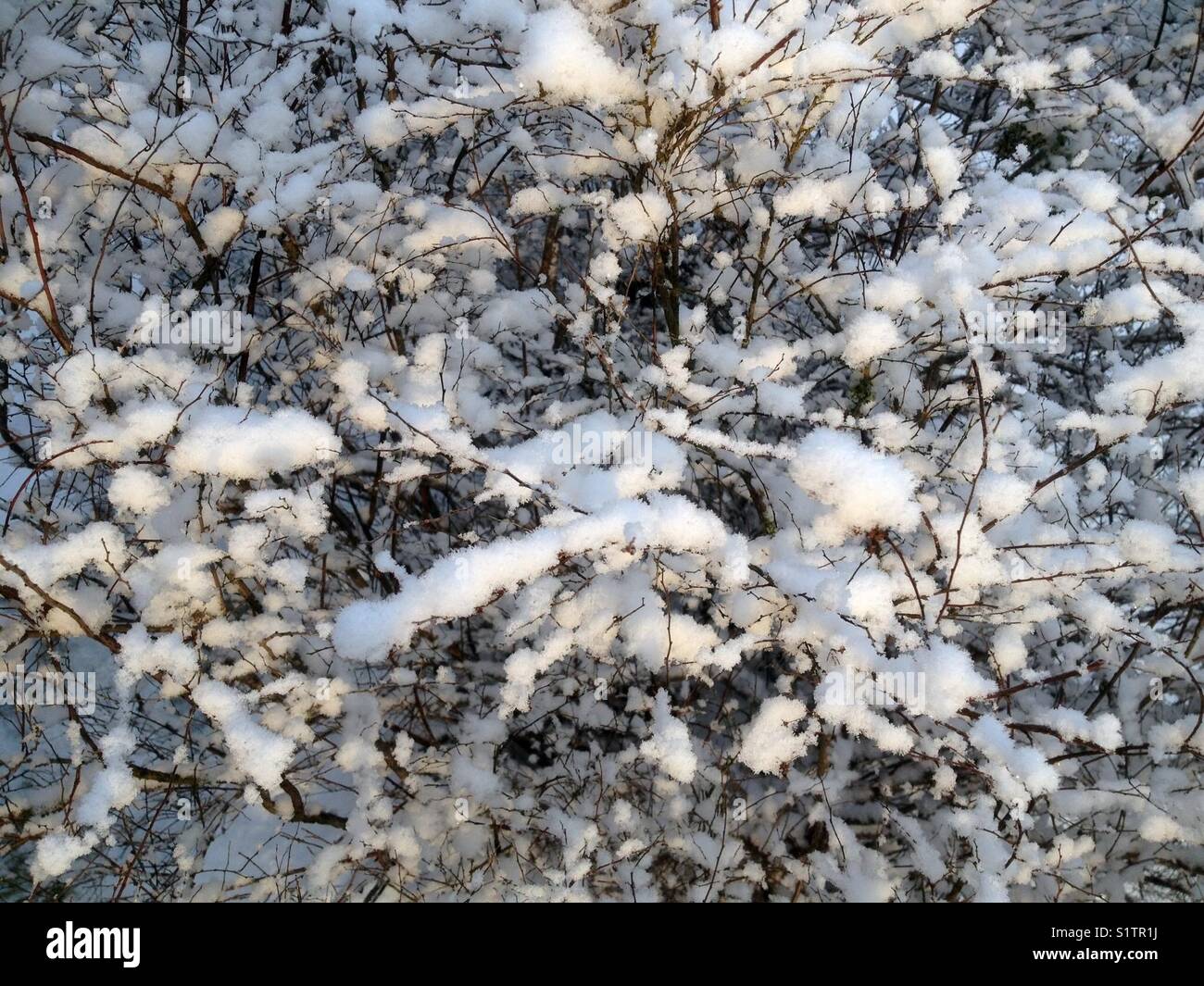 Couvert de neige des branches - Image de stock capturée avec un smartphone