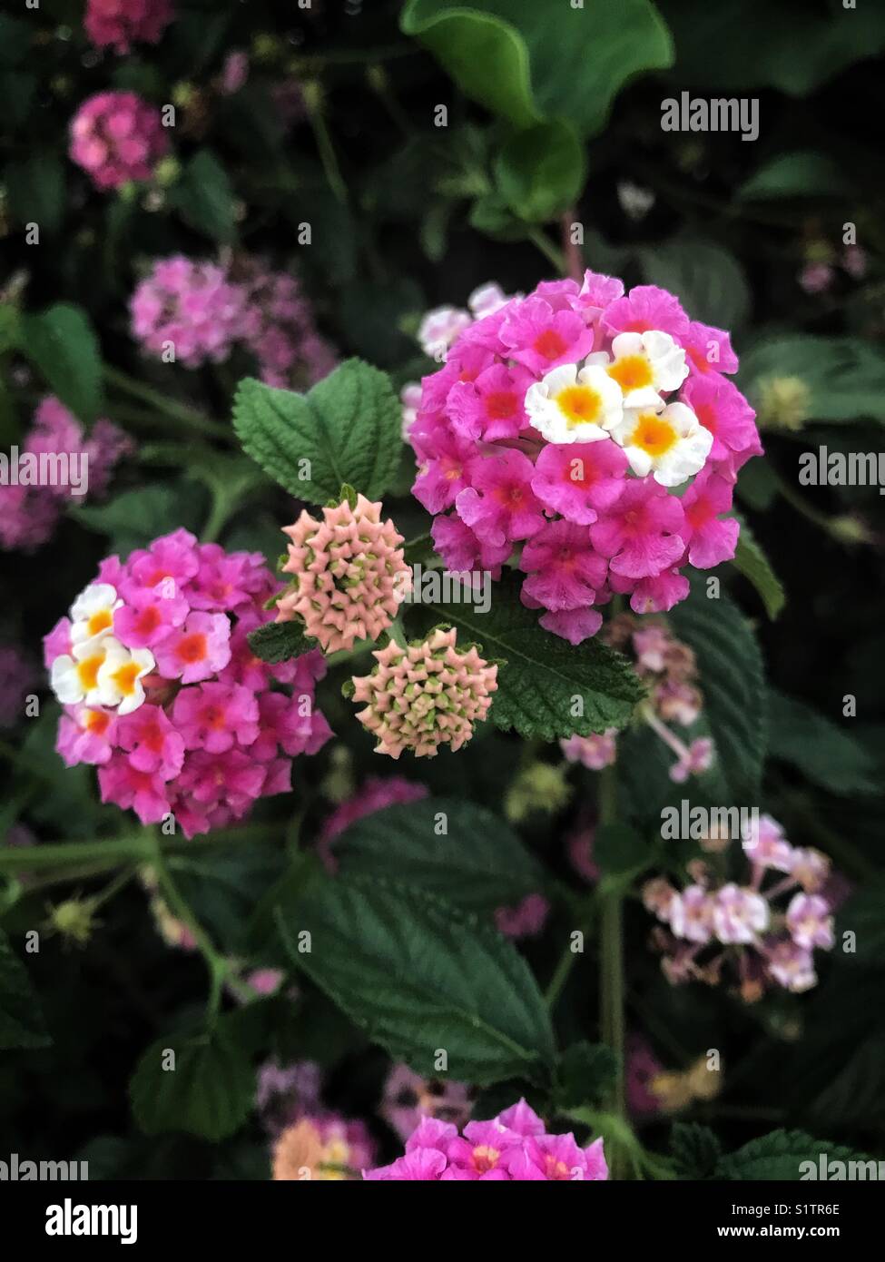 Fleur à Santiago du Chili. Le mélange de couleurs me rappelle la diversité, aussi les différents stades de croissance des fleurs. Banque D'Images
