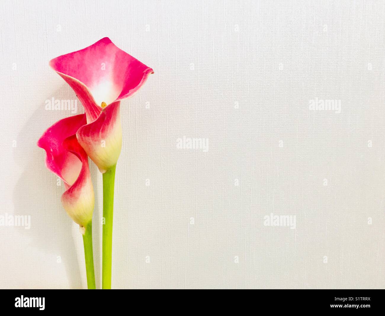 Longue tige avec des fleurs Banque de photographies et d'images à haute  résolution - Alamy