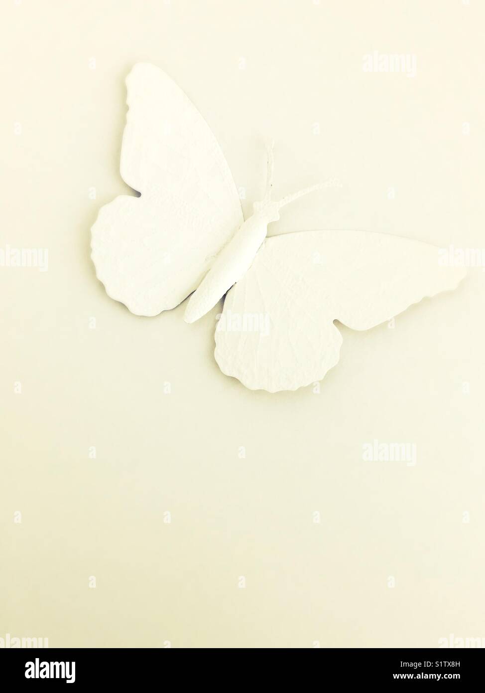 De la vie toujours monochromatique papillon blanc. Banque D'Images