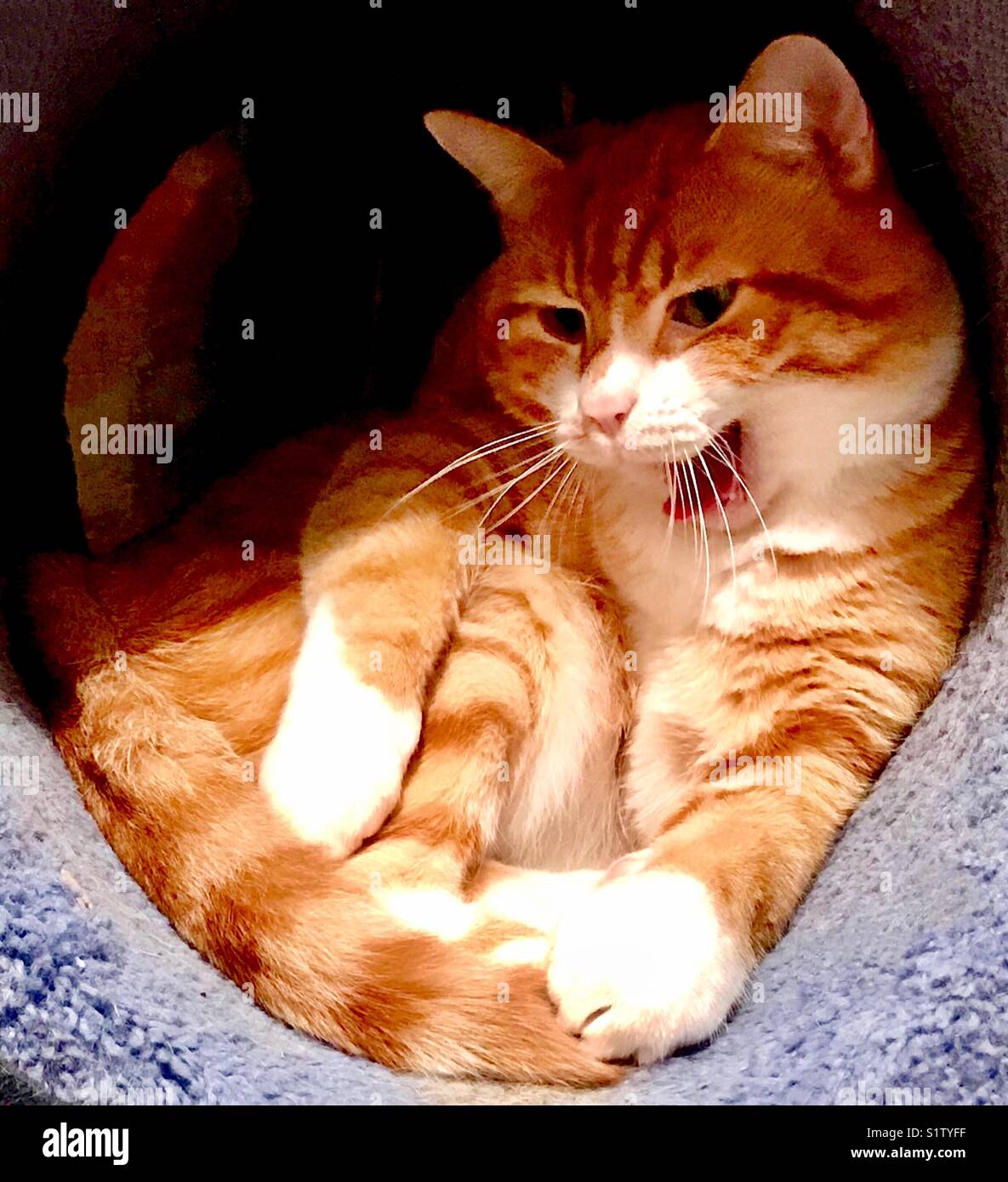 Portrait de la belle ginger et blanc shorthair domestique chat tigré avec de magnifiques yeux verts qu'il bâille Banque D'Images