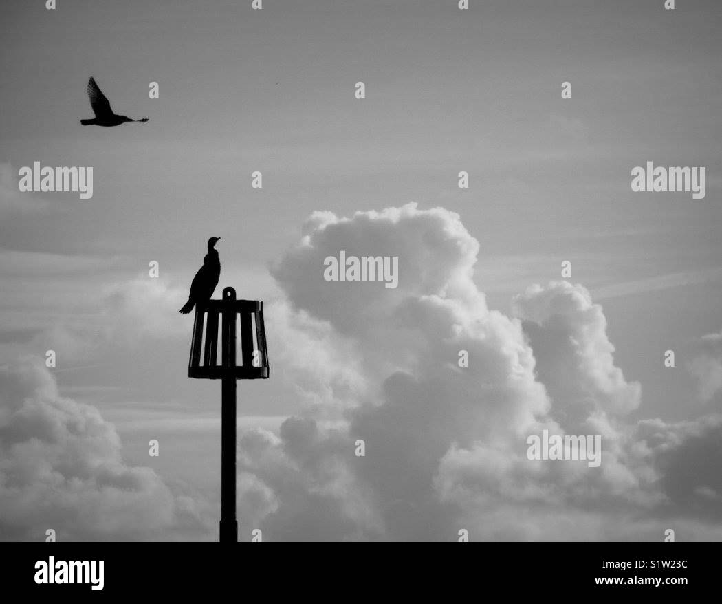 Mouette volant au-dessus des aigrettes - Image de stock capturée avec un smartphone