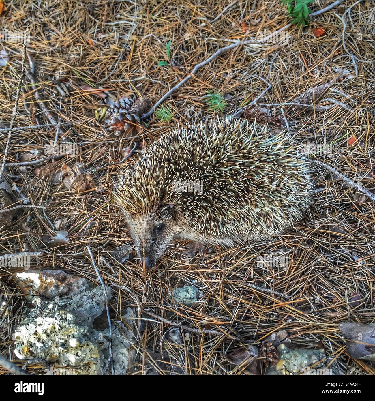 Hedgehog sur le terrain dans une forêt de pins, Espagne - Image de stock capturée avec un smartphone Hedgehog sur le terrain dans une forêt de pins, Espagne - Image de stock capturée avec un smartphone