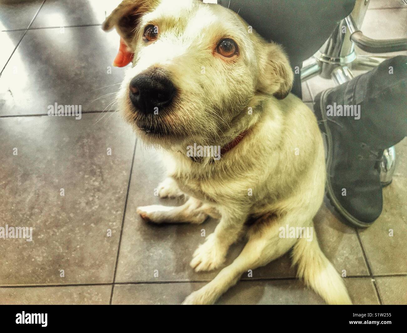 Femme tapotant un Jack Russell Terrier blanc, à l'intérieur Banque D'Images