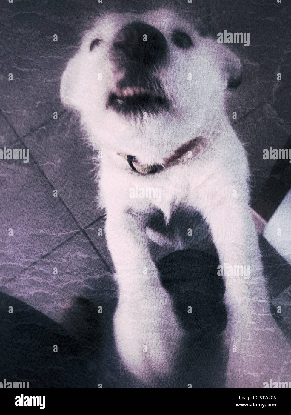 POV. Femme assise avec Jack Russell Terrier sur pattes avant du genou. - Image de stock capturée avec un smartphone