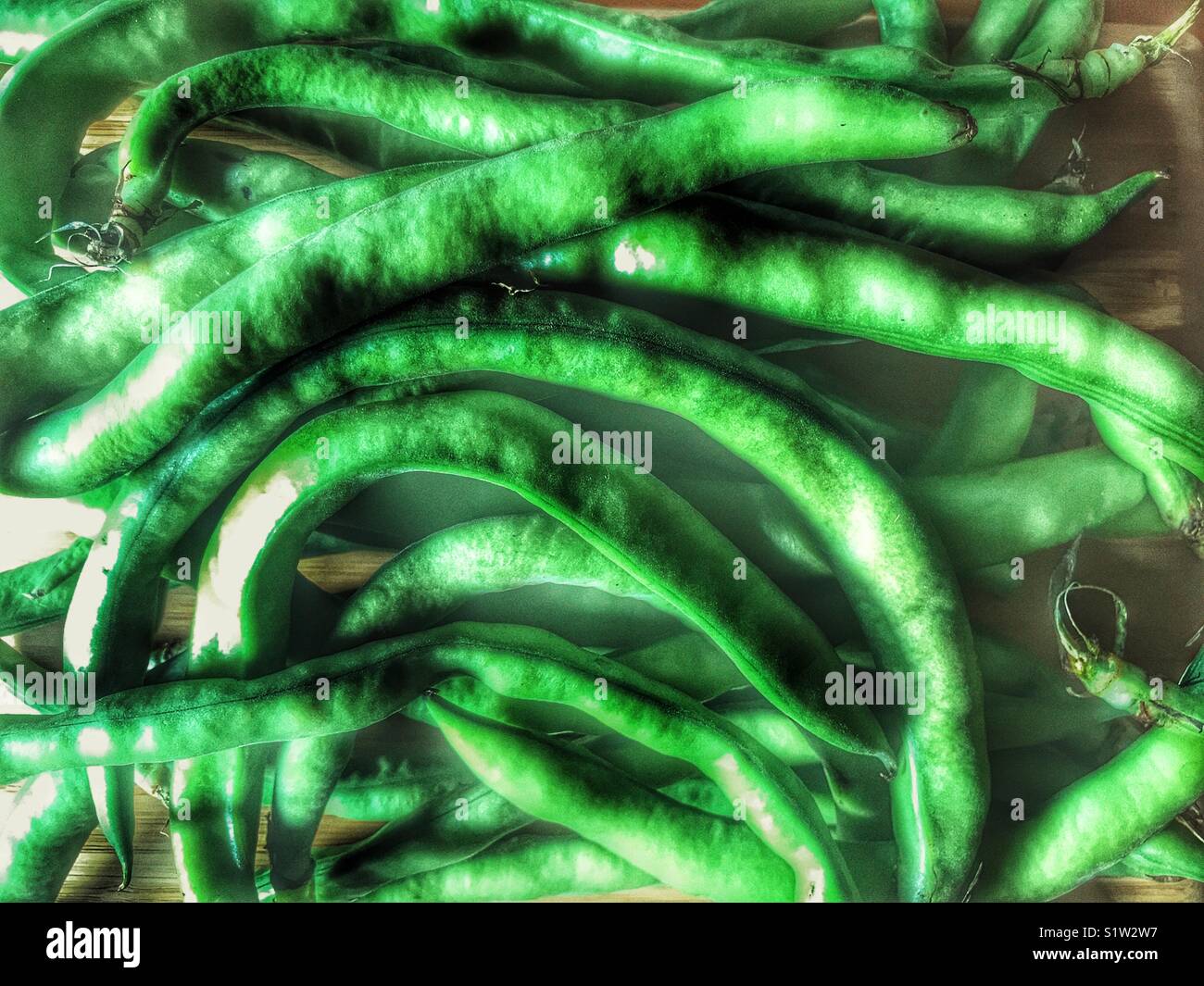 Fèves vertes fraîches, Vicia faba, également connu sous le nom de fèves, féveroles, haricot, haricot bean ou tic bell - Image de stock capturée avec un smartphone