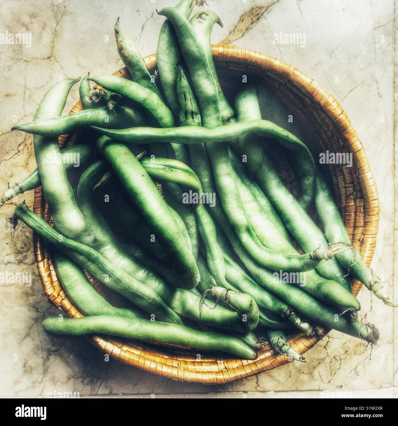 Fèves vertes fraîches, Vicia faba, également connu sous le nom de fèves, féveroles, haricot, haricot bean ou tic bell - Image de stock capturée avec un smartphone