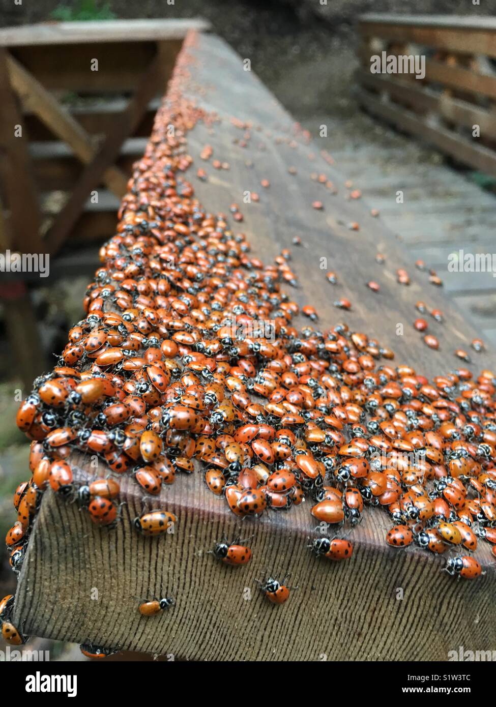 Beaucoup de coccinelles sur un pont en bois Banque D'Images