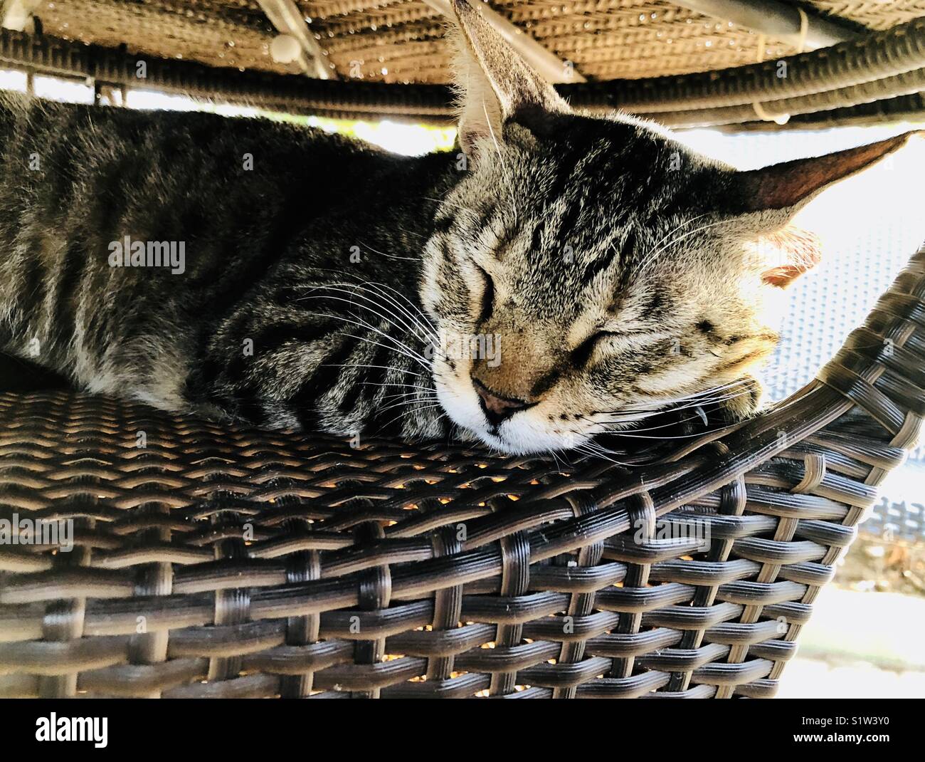 Le chat dort sous la table Costa à Mascate en Oman Banque D'Images