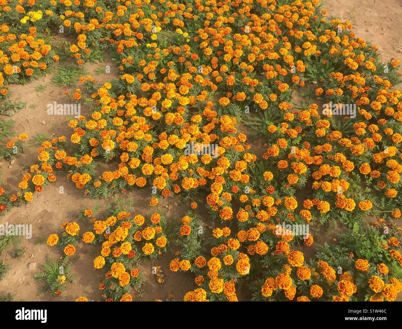 Fleurs de couleur orange Banque D'Images