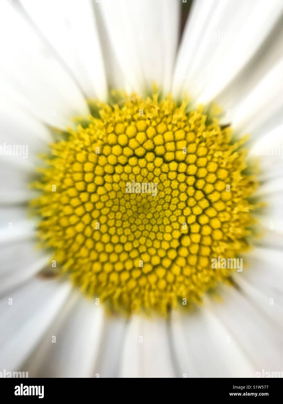 Centre d'un plan macro à Daisy - Image de stock capturée avec un smartphone Centre d'un plan macro à Daisy - Image de stock capturée avec un smartphone