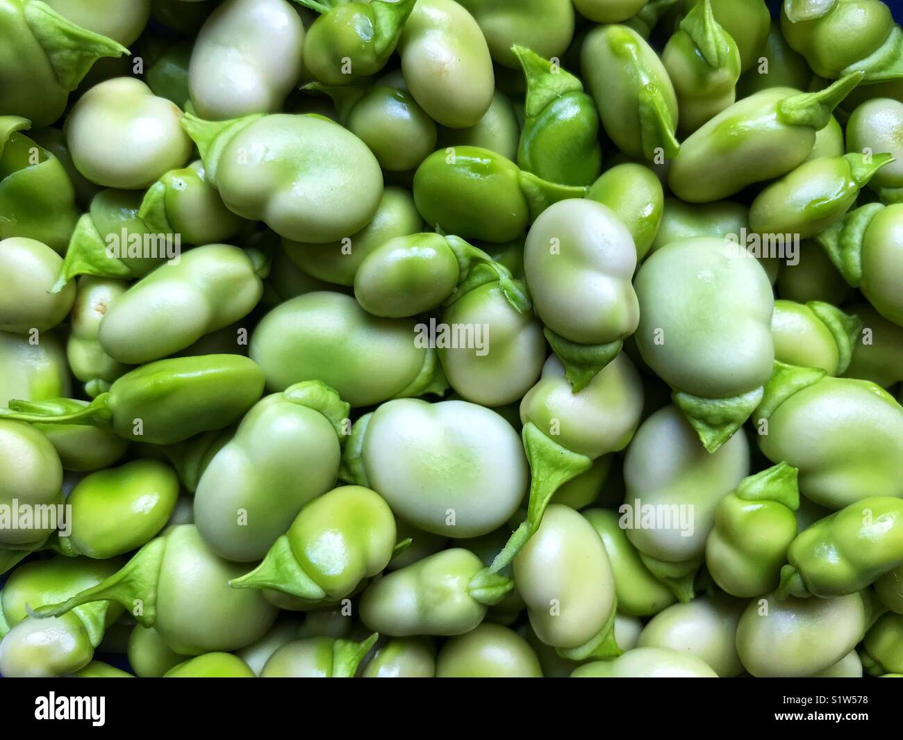 Vert frais, poussé, fèves, également connu sous le nom de fèves, féveroles, Bell, tic bean bean. - Image de stock capturée avec un smartphone