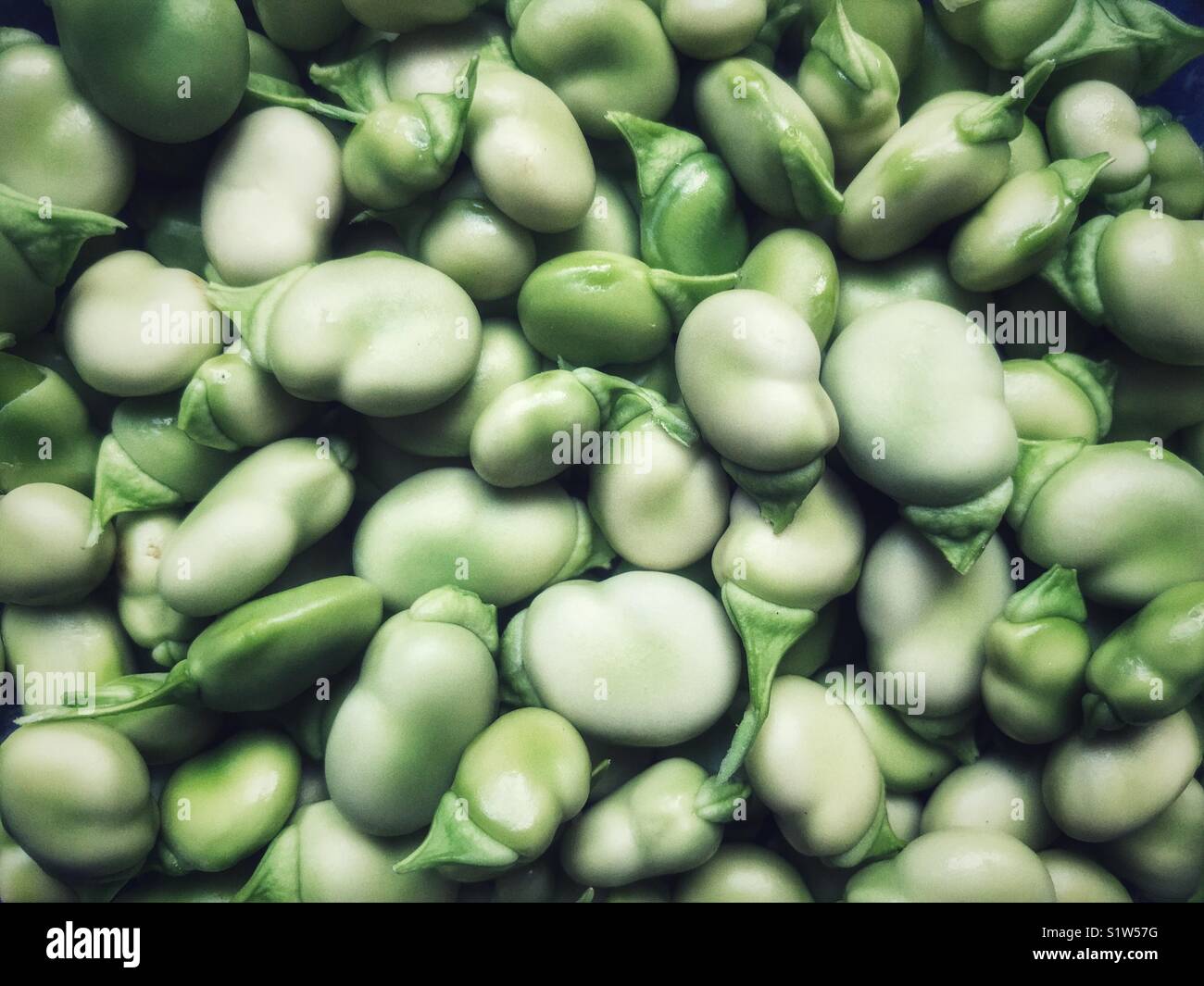 Gousses de fèves fraîches, également connu sous le nom de fèves, féveroles, féveroles ou tic les haricots. - Image de stock capturée avec un smartphone