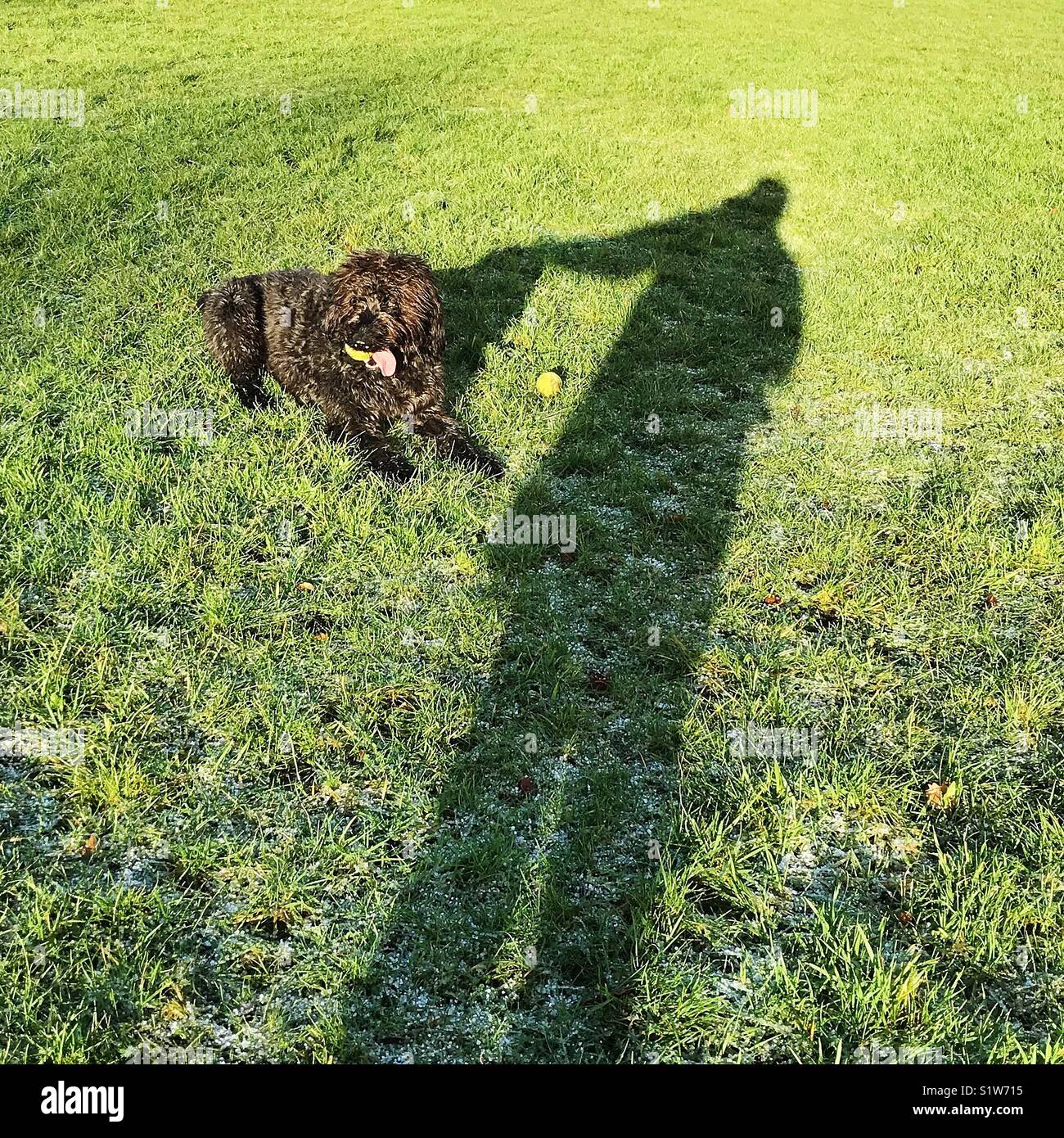 Ombre d'un homme caressant l'ombre de son chien Banque D'Images