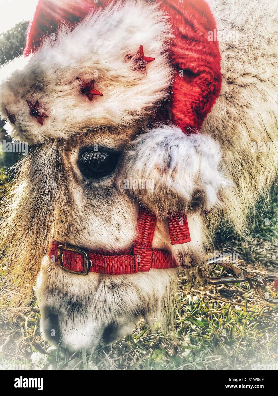 Falabella cheval miniature wearing a Santa hat Banque D'Images