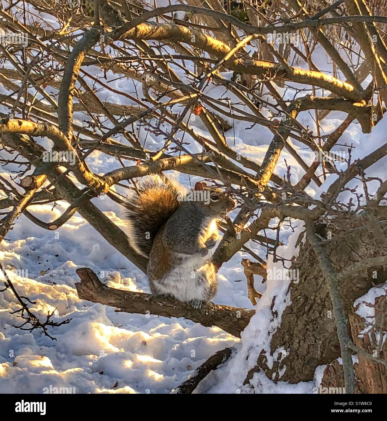 Un écureuil heureux perché sur une branche. - Image de stock capturée avec un smartphone