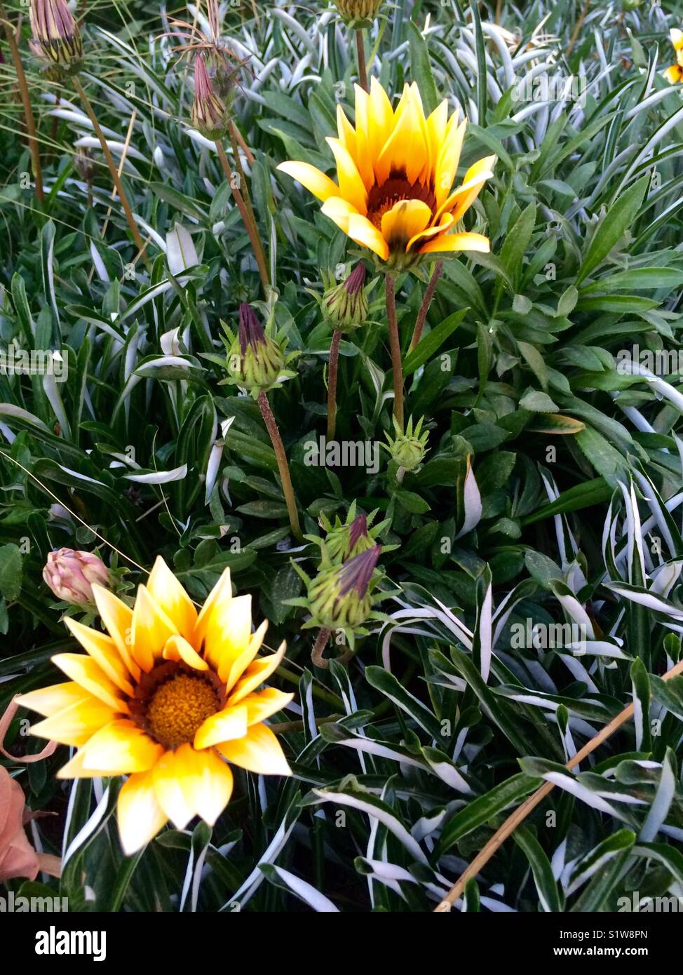 Ouvert et fermé des fleurs Banque D'Images