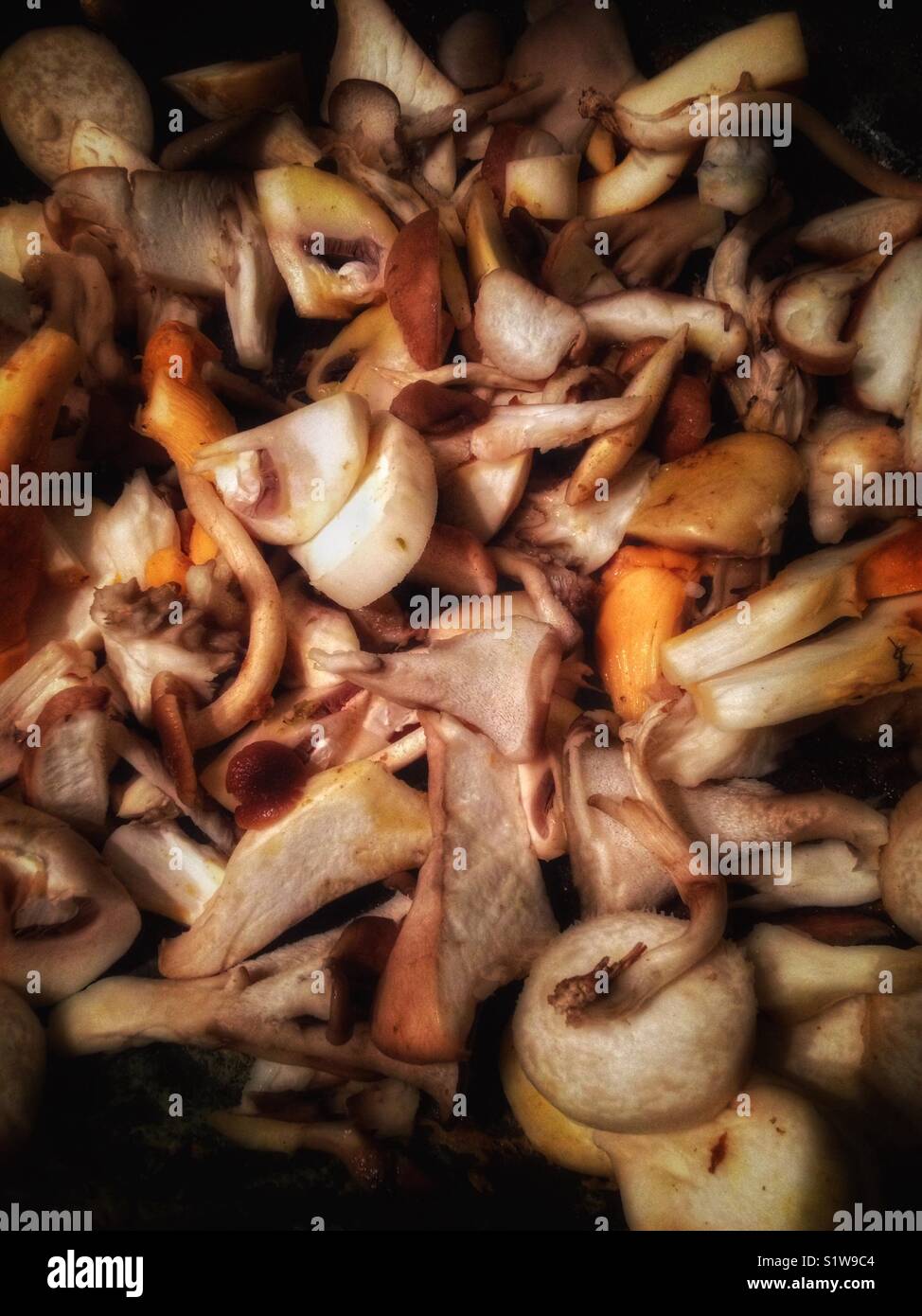 Mélange de champignons Banque D'Images
