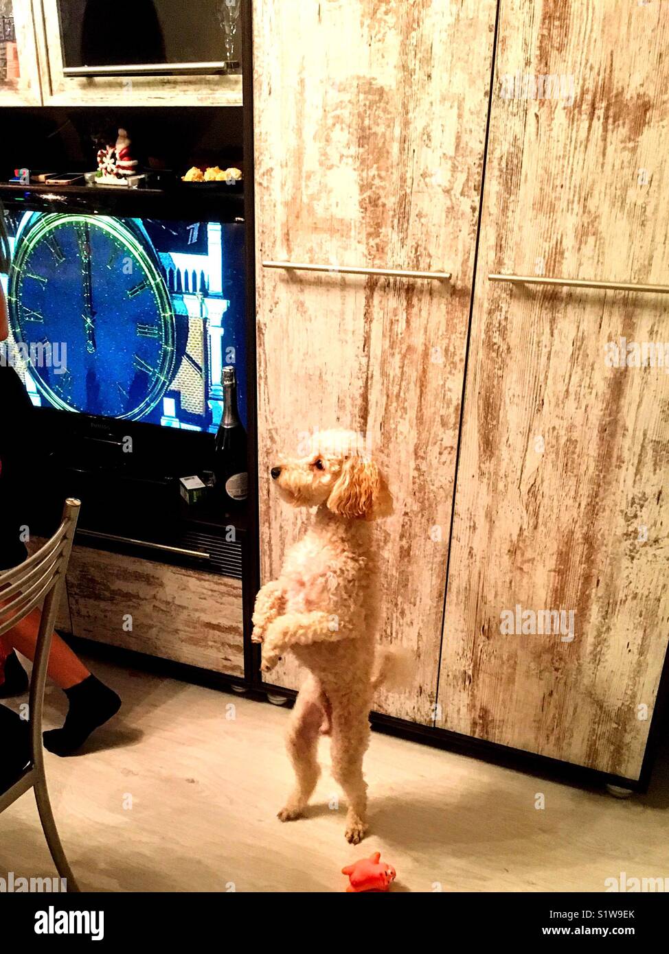 Chien respecte la nouvelle année - Image de stock capturée avec un smartphone Chien respecte la nouvelle année - Image de stock capturée avec un smartphone