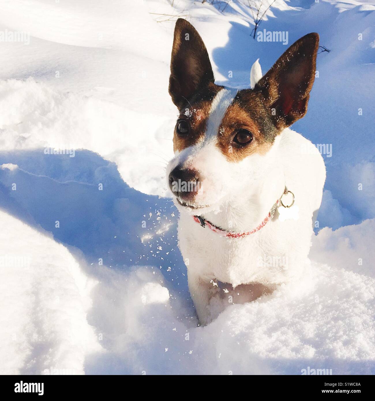 Chien de chasse-neige de ses moustaches sur un hiver très froid journée en plein air. Petits flocons et son souffle chaud visible sur son ombre. Banque D'Images