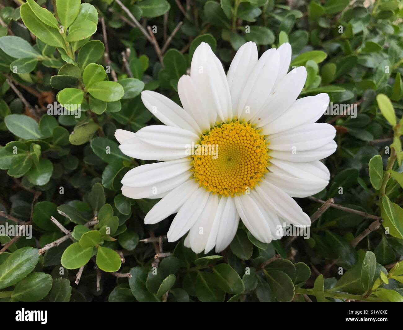 Daisy Closeup Banque D'Images